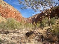 tn_ormiston9b.jpg