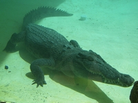 tn_reptilecroc2.jpg