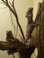 tn_reptiledisguise.jpg
