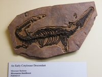 tn_reptilefossil.jpg
