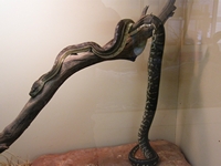 tn_reptilepython.jpg