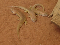 tn_reptileskinks.jpg