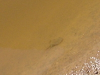 tn_shieldshrimp.jpg
