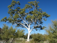 tn_trephinaghostgum.jpg