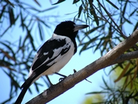 tn_walardibutcherbird.jpg