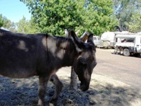 tn_wyndhamdonkey.jpg