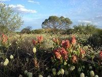 tn_yalgoo10.jpg
