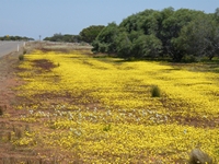 tn_yalgoo8.jpg