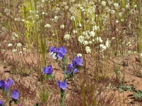 tn_yalgoo9.jpg