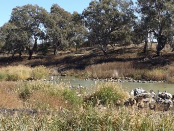 341_brewarrina_fish_traps_dscf6380c.jpg