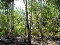 tn_8leliynwoodlands.jpg