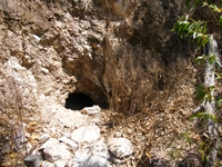 tn_bamboo6.jpg