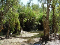 tn_botanicwetland2.jpg