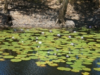 tn_caranbiriniwaterhole2.jpg