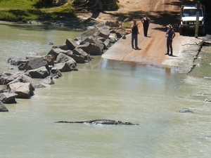 crocodiles