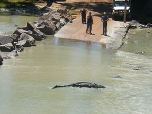 tn_croccrossing2.jpg