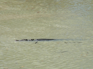 tn_croccrossing3.jpg