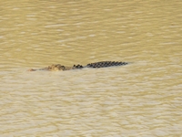 tn_croccrossing5.jpg