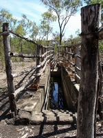 tn_matarankasheepdip.jpg