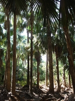 tn_matarankpalms.jpg