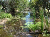tn_pinecrkwatergarden.jpg