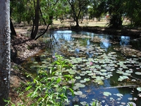 tn_pinecrkwaterlillies.jpg