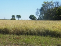 tn_sthalligator_grass.jpg