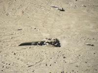 tn_sthalligatormudskipper.jpg