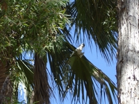 tn_sulphurcrested.jpg
