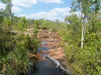 tn_wangi5.jpg