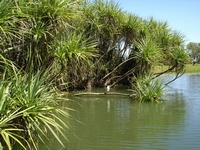tn_yellowwaters10.jpg