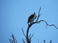 tn_yellowwaters11.jpg