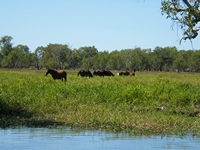 tn_yellowwaters12.jpg
