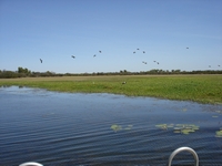 tn_yellowwaters4.jpg
