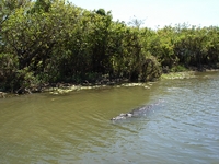 tn_yellowwaters8.jpg