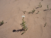 tn_15loneflower.jpg