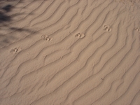 tn_8mungofootprints.jpg