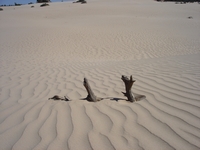 tn_9shiftingsands.jpg