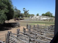 tn_blackallwoolscour2.jpg