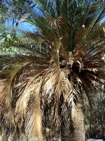 tn_carnarvongorgecycad.jpg