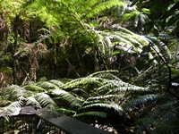 tn_carnarvonwardskingferns1.jpg