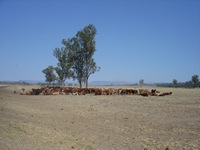 tn_cattle2carnarvon.jpg