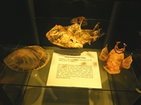 tn_fossilcentre10.jpg