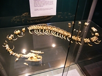 tn_fossilcentre9.jpg