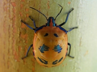 tn_hughendenbeetle.jpg
