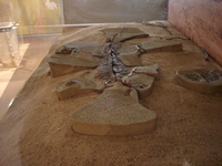 tn_isisfordcroc1.jpg