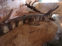 tn_isisfordcroc2.jpg