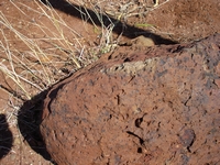 tn_porcupine2.jpg