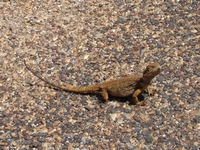 tn_porcupinenetteddragon.jpg