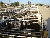 tn_romasaleyards.jpg